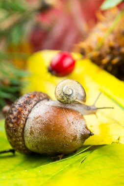 bir salyangoz ile herbstdekoration