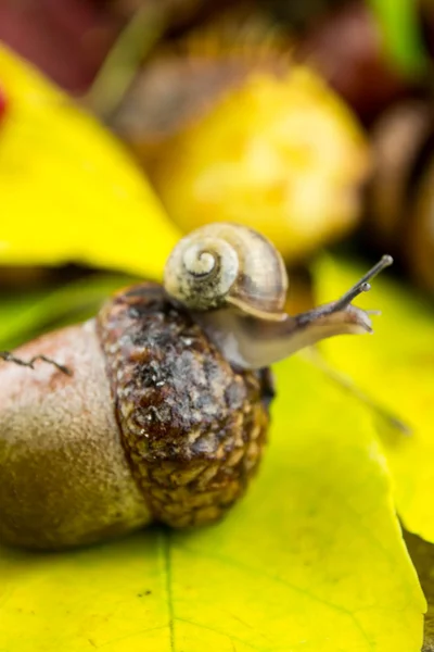 Herbstdekoration with a snail — Stock Photo, Image