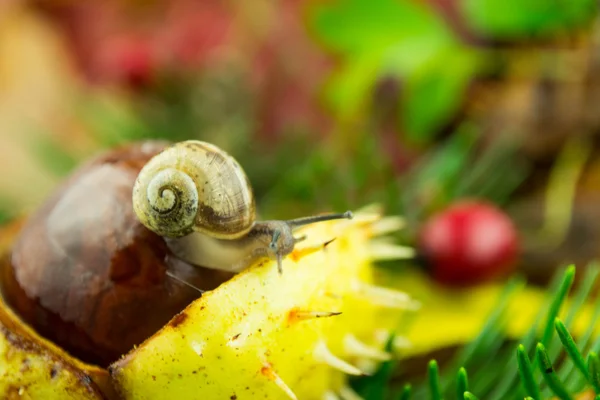 Herbstdekoration with a snail — Stock Photo, Image