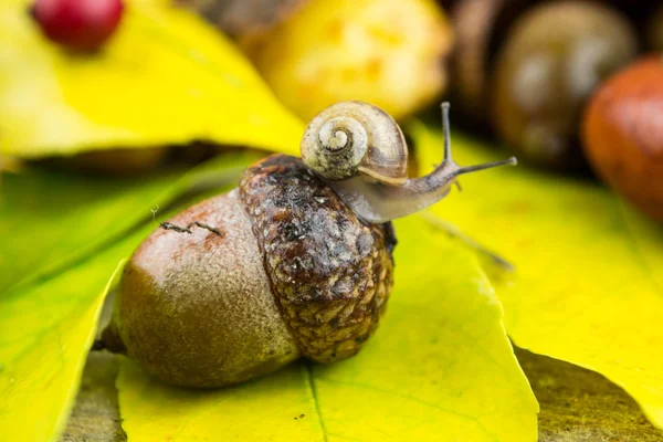 Herbstdekoration con una lumaca — Foto Stock