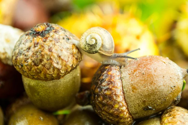 달팽이와 Herbstdekoration — 스톡 사진