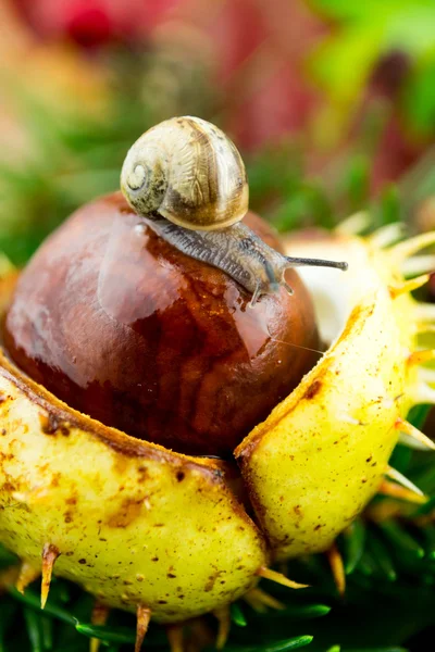 Herbstdekoration met een slak — Stockfoto