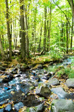 Orman şelale ve yosun kaplı kaya