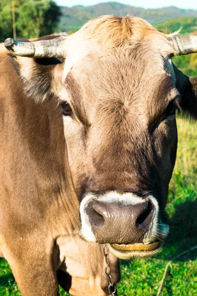 Vaca marrón en un pasto de verano — Foto de Stock
