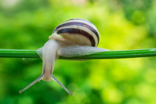 Caracol jardim comum rastejando no tronco verde da planta — Fotografia de Stock