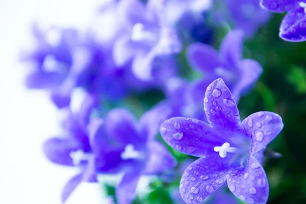 Fundo de primavera abstrato com flores roxas campanula ou flores de sinos — Fotografia de Stock