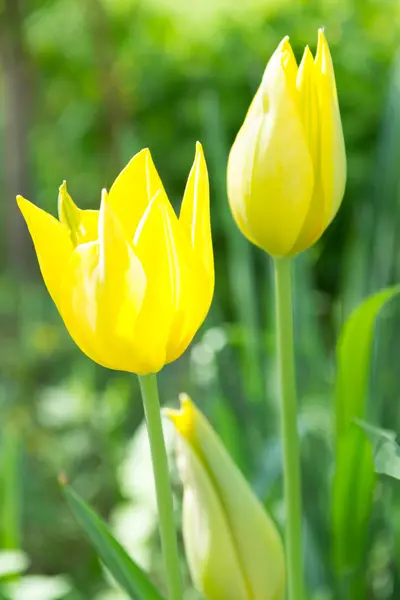 Two yellow tulips in the garden — Stock Photo, Image