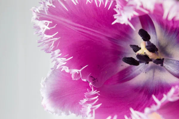 Nahaufnahme einer lila Tulpe, die sich auf ihren Mittelpunkt konzentriert — Stockfoto