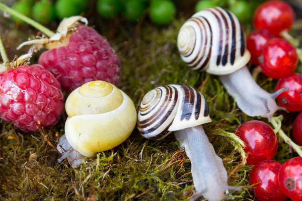 Snigel i en sommarträdgård — Stockfoto