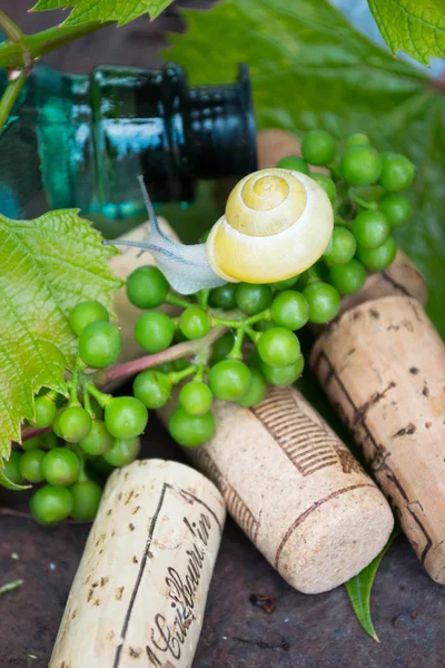 Wine bottle with grapes, snail and corks — Stock Photo, Image