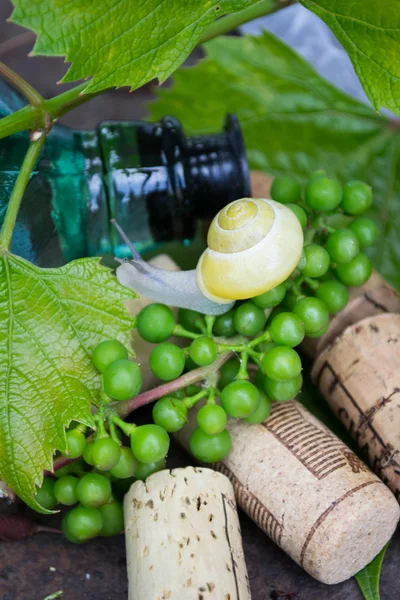 Wine bottle with grapes, snail and corks — Stock Photo, Image