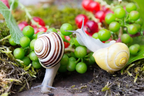 Snail in a Summer Garden — Stock Photo, Image