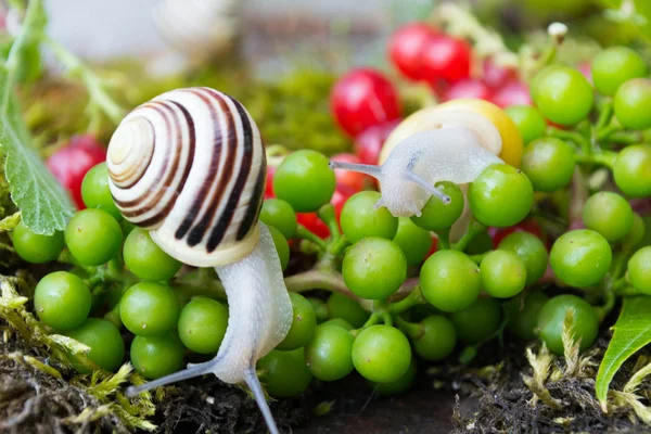 Lumaca in un giardino estivo — Foto Stock