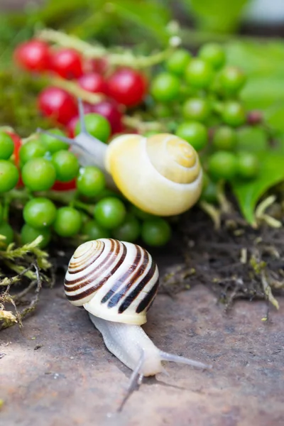 Caracol em um jardim de verão — Fotografia de Stock