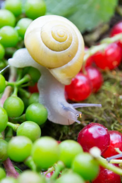 Snail in a Summer Garden — Stock Photo, Image