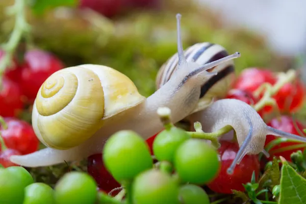 Slak in een zomertuin — Stockfoto