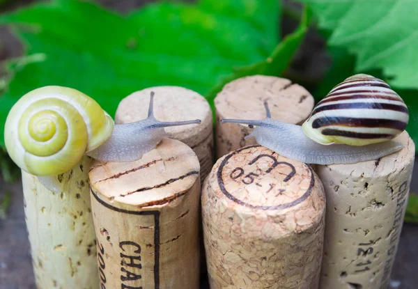 Caracóis em rolhas de vinho em um Jardim de Verão — Fotografia de Stock