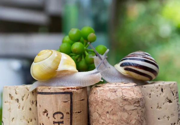 Sniglar på vin korkar i en sommarträdgård — Stockfoto