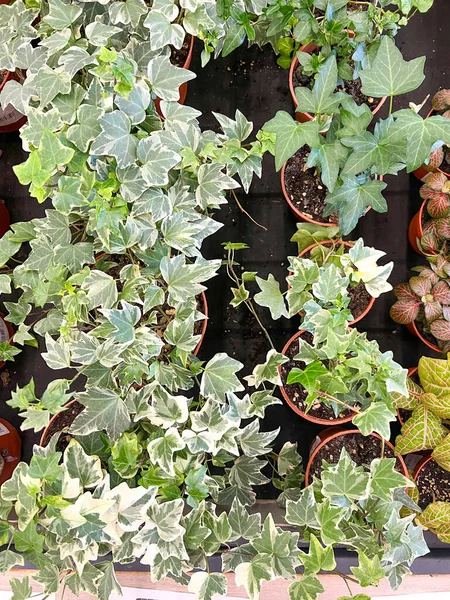 Lierre Dans Des Pots Dans Marché Jardin — Photo