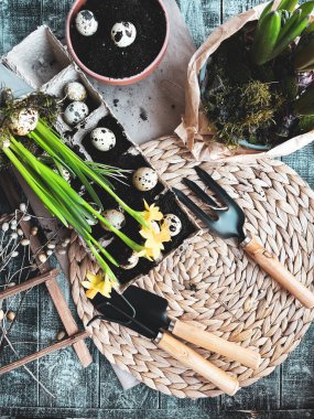 Paskalya yumurtası ekiyorum. Narcissus ve sümbül tahta arka planda. Hasır tezgahta Paskalya yumurtası sembolü. Yerdeki bıldırcın yumurtaları. Eski konsept.