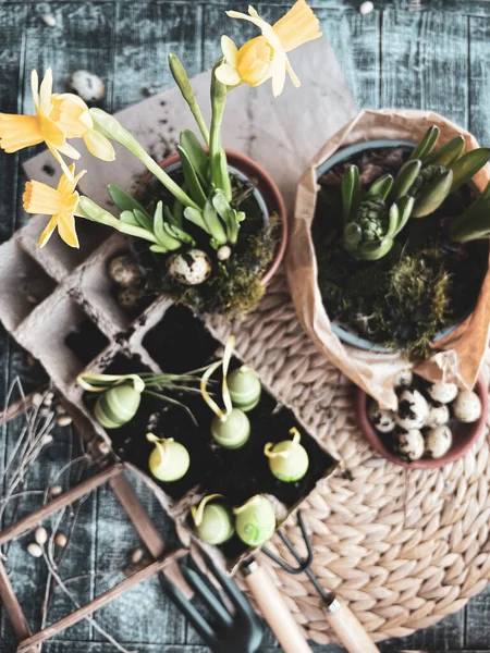 Paskalya yumurtası ekiyorum. Narcissus ve sümbül tahta arka planda. Hasır tezgahta Paskalya yumurtası sembolü. Yerdeki bıldırcın yumurtaları. Eski konsept.