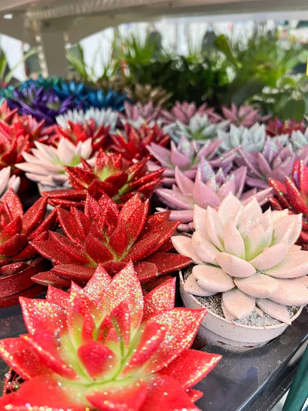 Cactus Colorés Sur Marché Étal Vendre — Photo