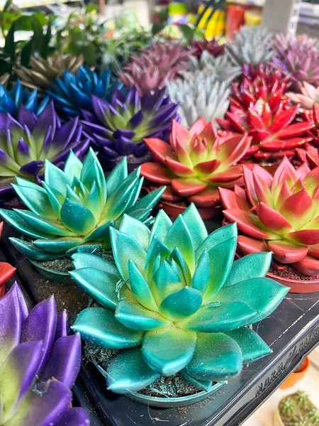 Cactus Colorés Sur Marché Étal Vendre — Photo