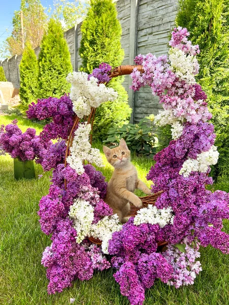 Ingefära Kattunge Korg Med Lila Blommor Natur Bakgrund — Stockfoto