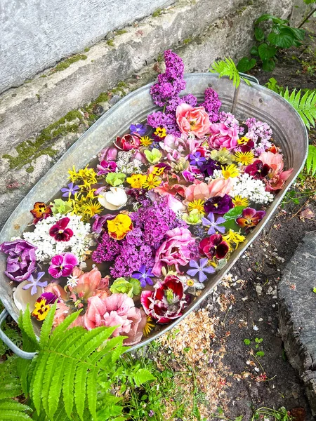 Rustik Tin Tub Many Colored Flowers Garden Ideas — Stok fotoğraf
