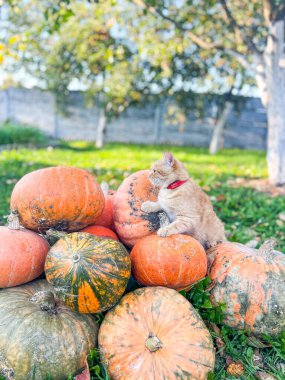 Kızıl kedi ve balkabakları sonbahar bahçesinde yatıyor..