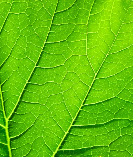 Yeşil yaprak yakın plan — Stok fotoğraf