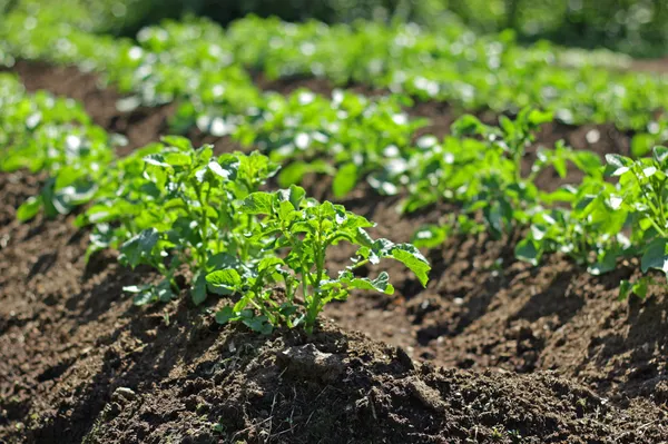 Potatoe plants — Stock Photo, Image