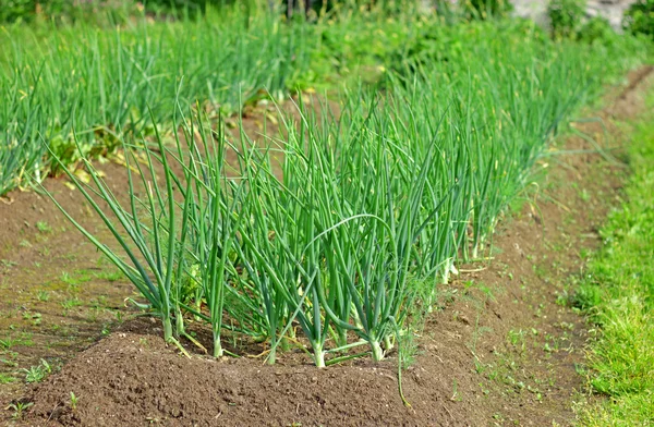 Plant of onion Stock Picture