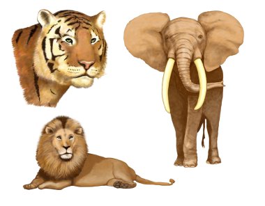 fil, aslan, kaplan (resimde)