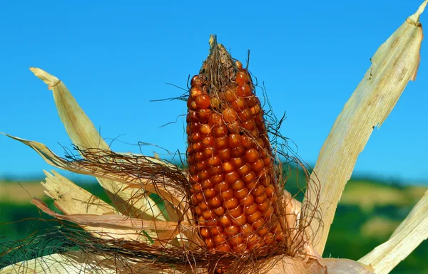 Zboża, kukurydzy — Zdjęcie stockowe