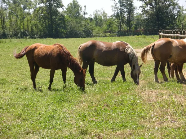 Horses — Stock Photo, Image