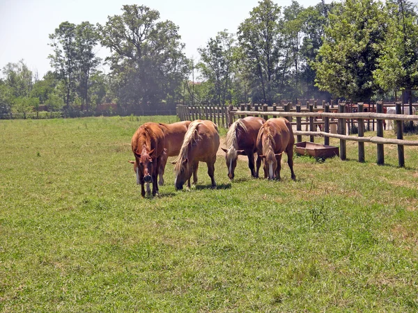 Horses — Stock Photo, Image