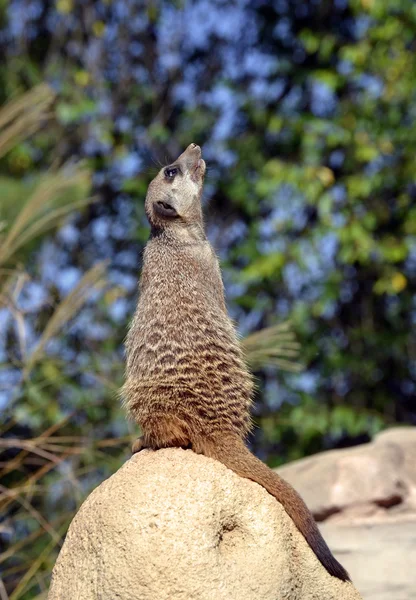 Mongoose, meerkat — Stock Photo, Image
