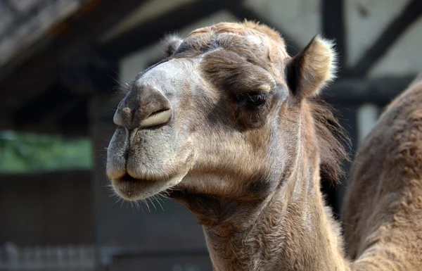 dromedary