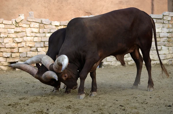 OX watusso — Stockfoto