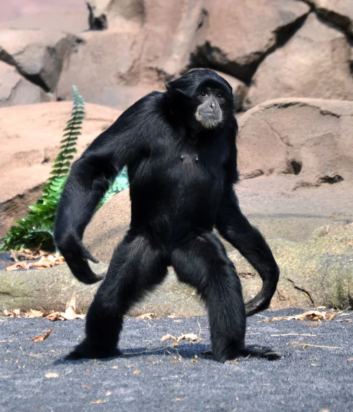Gibbon Siamang — Photo