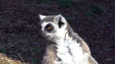 Lemur