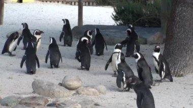 Afrika pengueni