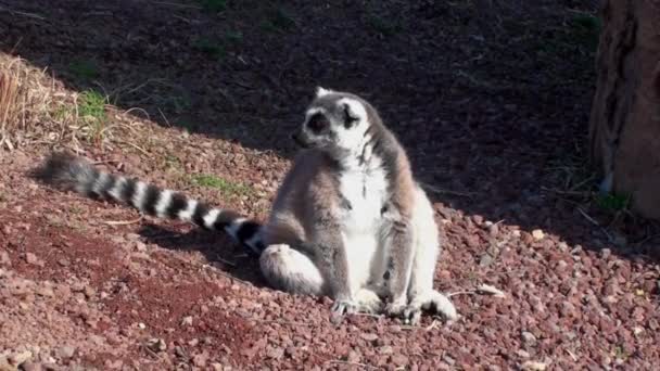 Lemur — Stok video