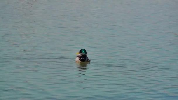 Утка в озере — стоковое видео