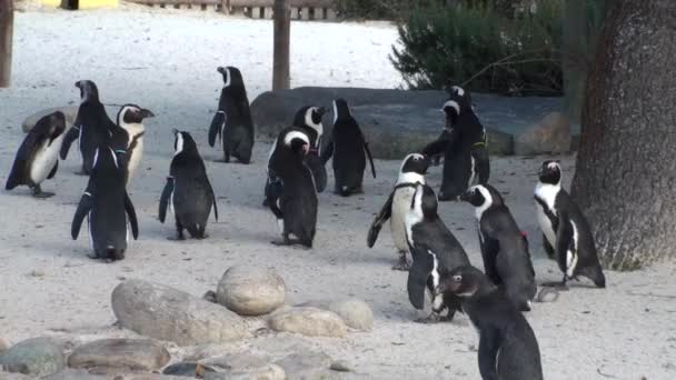 Pinguim africano — Vídeo de Stock