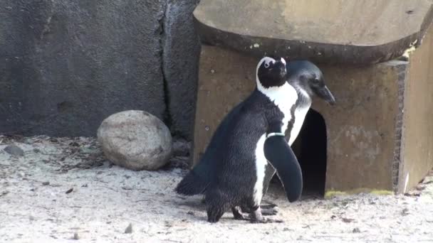 Par de pinguins africanos — Vídeo de Stock