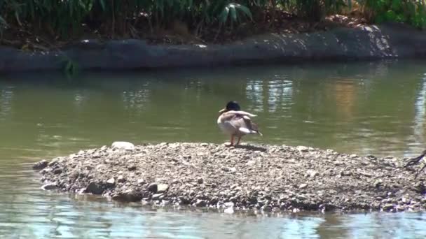 Eend in het meer — Stockvideo