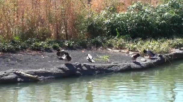 Canard dans le lac — Video