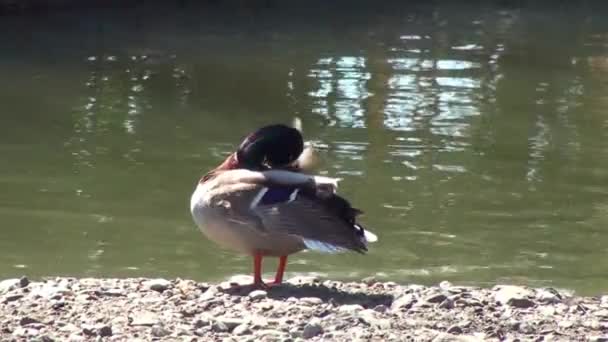 Pato en el lago — Vídeos de Stock